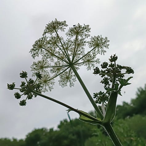 Hogweed flowerhead; hogweed flowerhead seen from below, looking up to the sun, light illuminating the detailed flowers; hogweed freshly gone to seed, tight spills of green.