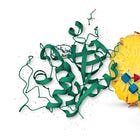 Bromelain and the Coronavirus Spike Protein: Biological Mechanisms Explained