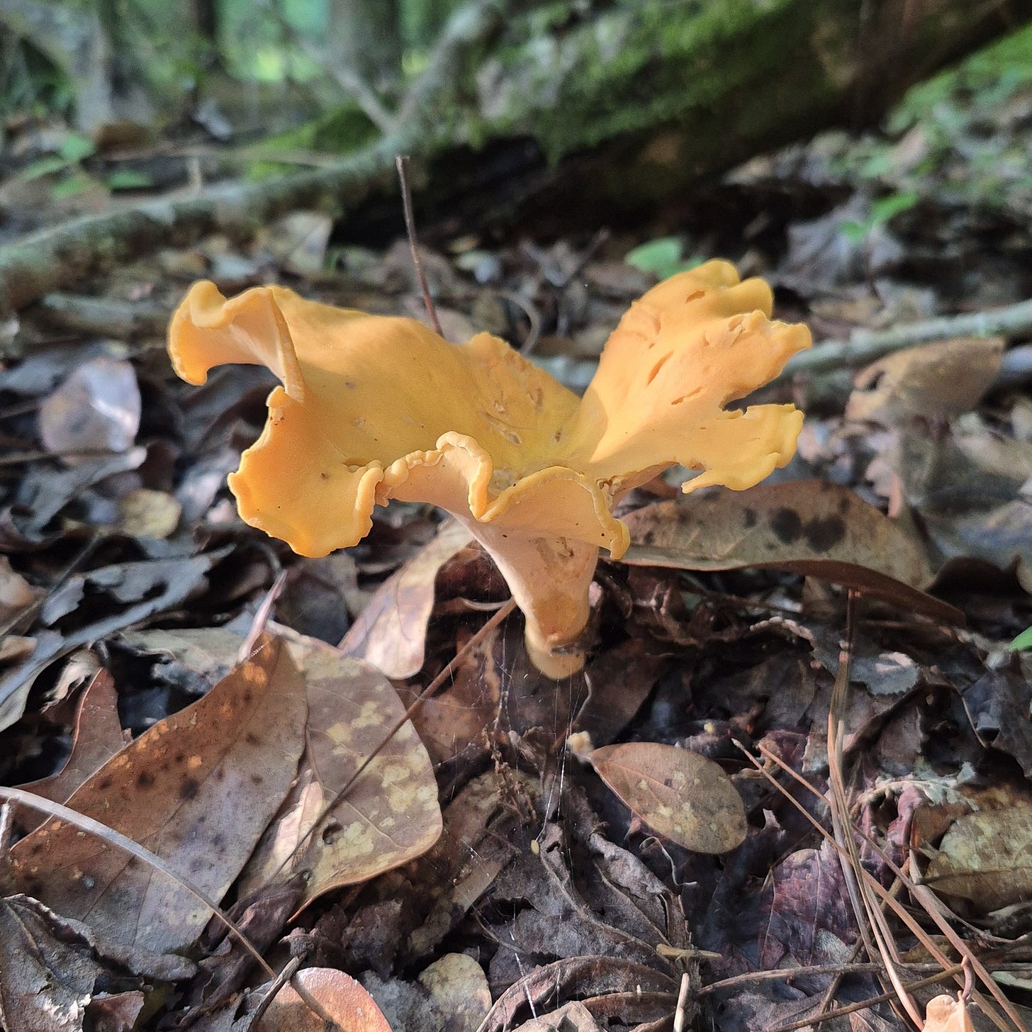 Golden chanterelle mushroom growing up from the forest floor