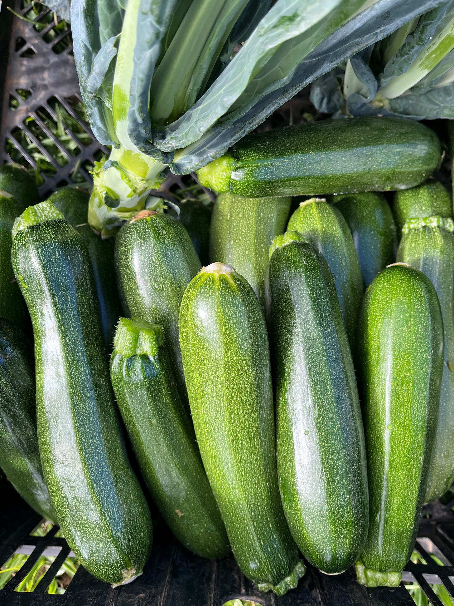 photo of zucchini in a black crate.