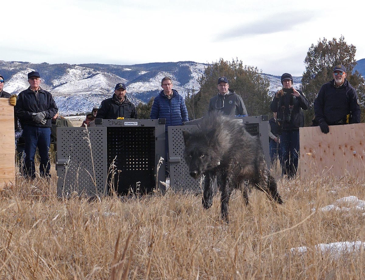 Colorado's first reintroduced wolf pack to be relocated after livestock  depredations | Colorado Newsline