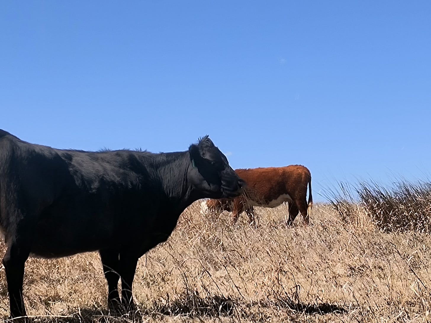 Nebraska 2 Minute Warning let's get serious about who is demanding livestock "traceability" because it very not the consumer.