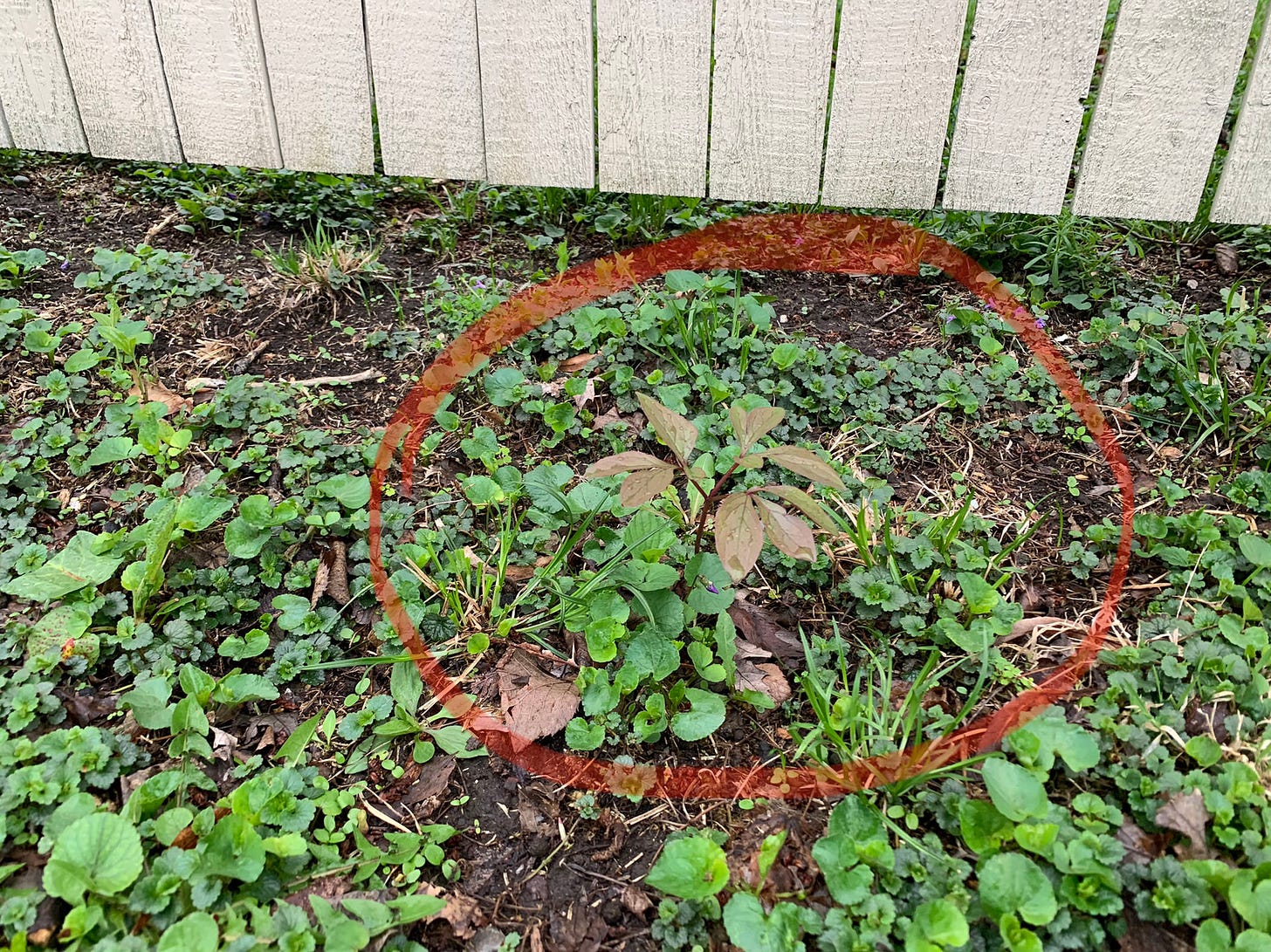 One poeny plant surviving among grass and ground cover