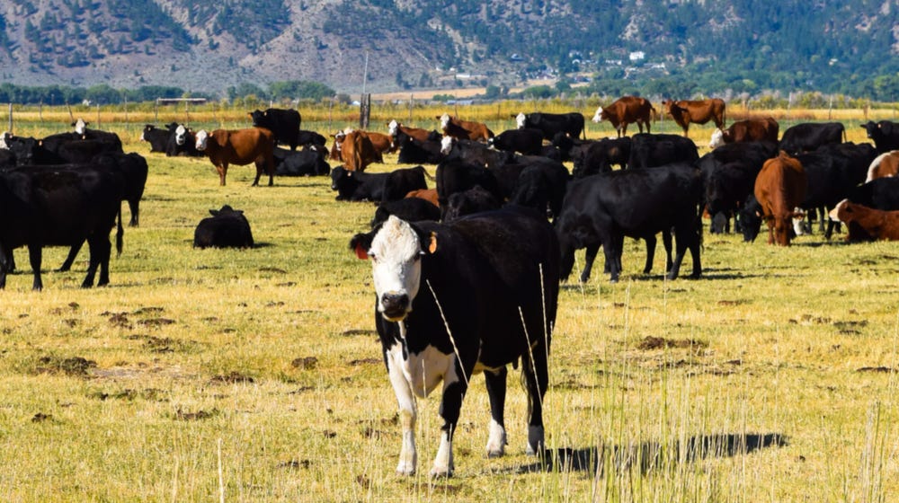 10 Things to Know Before Investing in a Cattle Ranch - Small Business ...