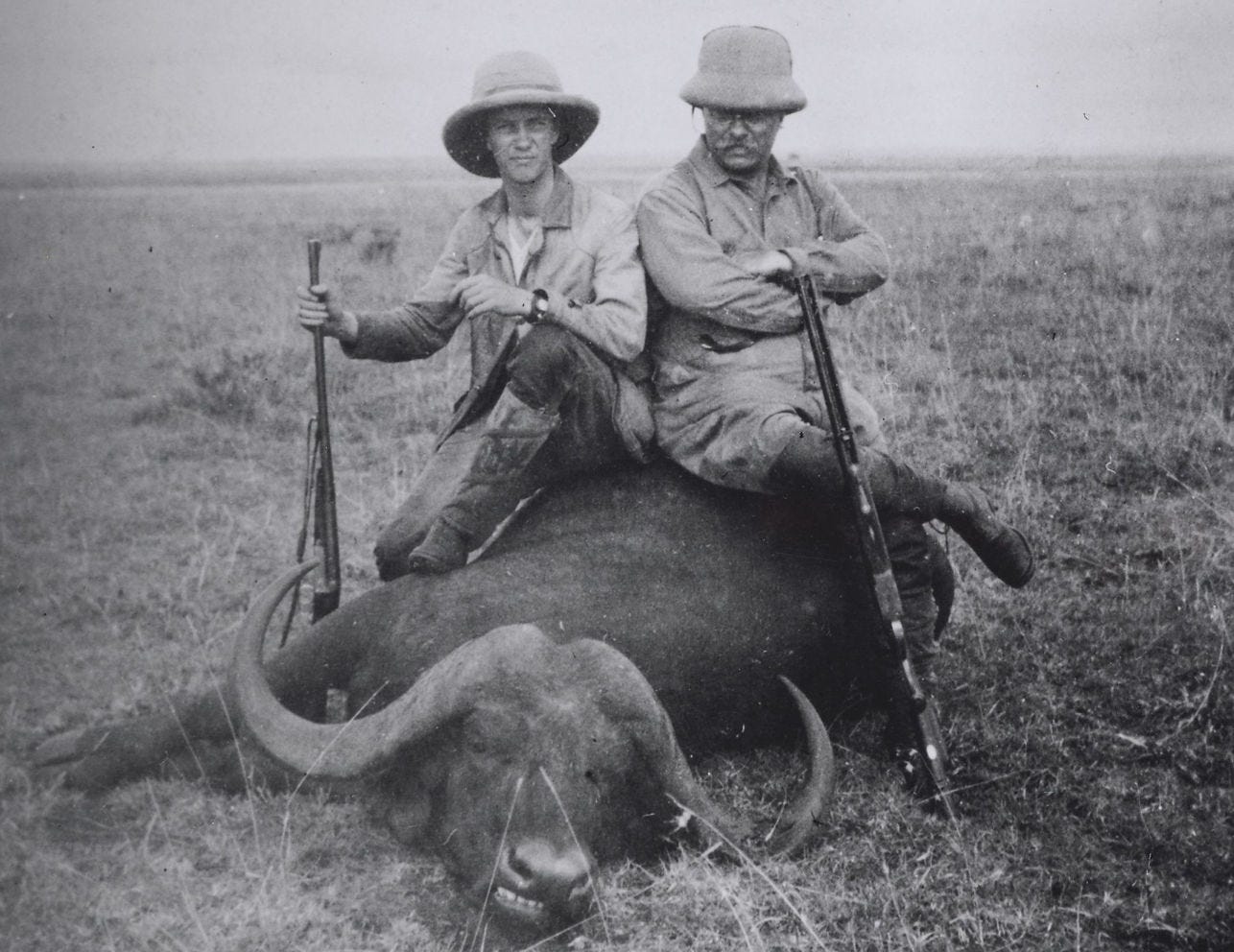 roosevelt cape buffalo safari