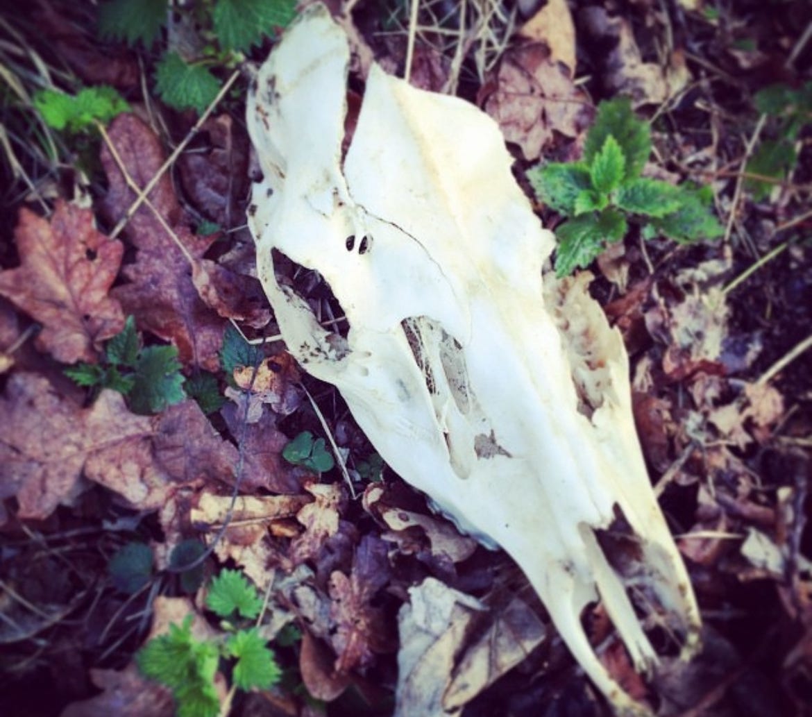 A deer skull on the forest floor