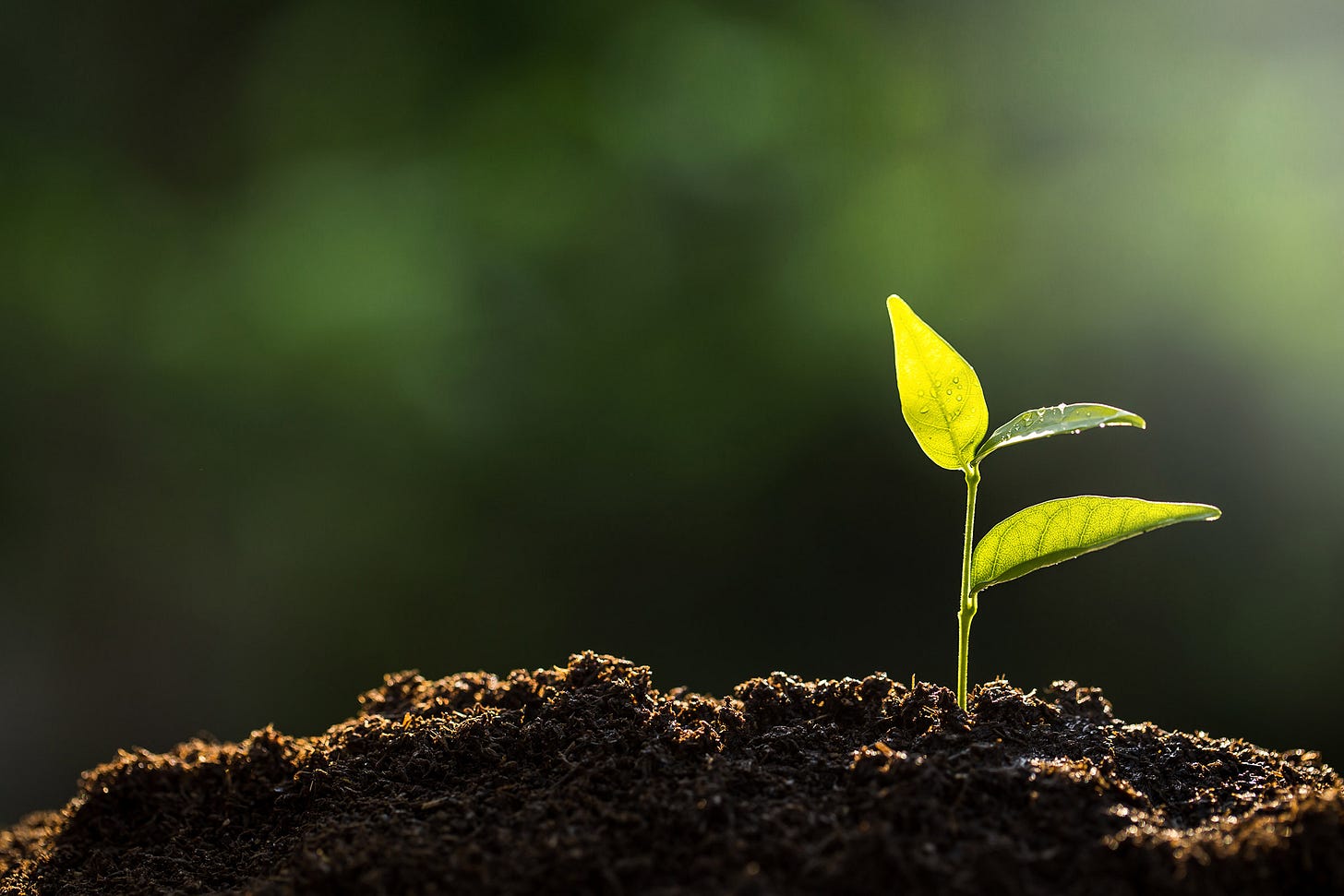 Scientific breakthrough lets plants grow in darkness with no sunlight