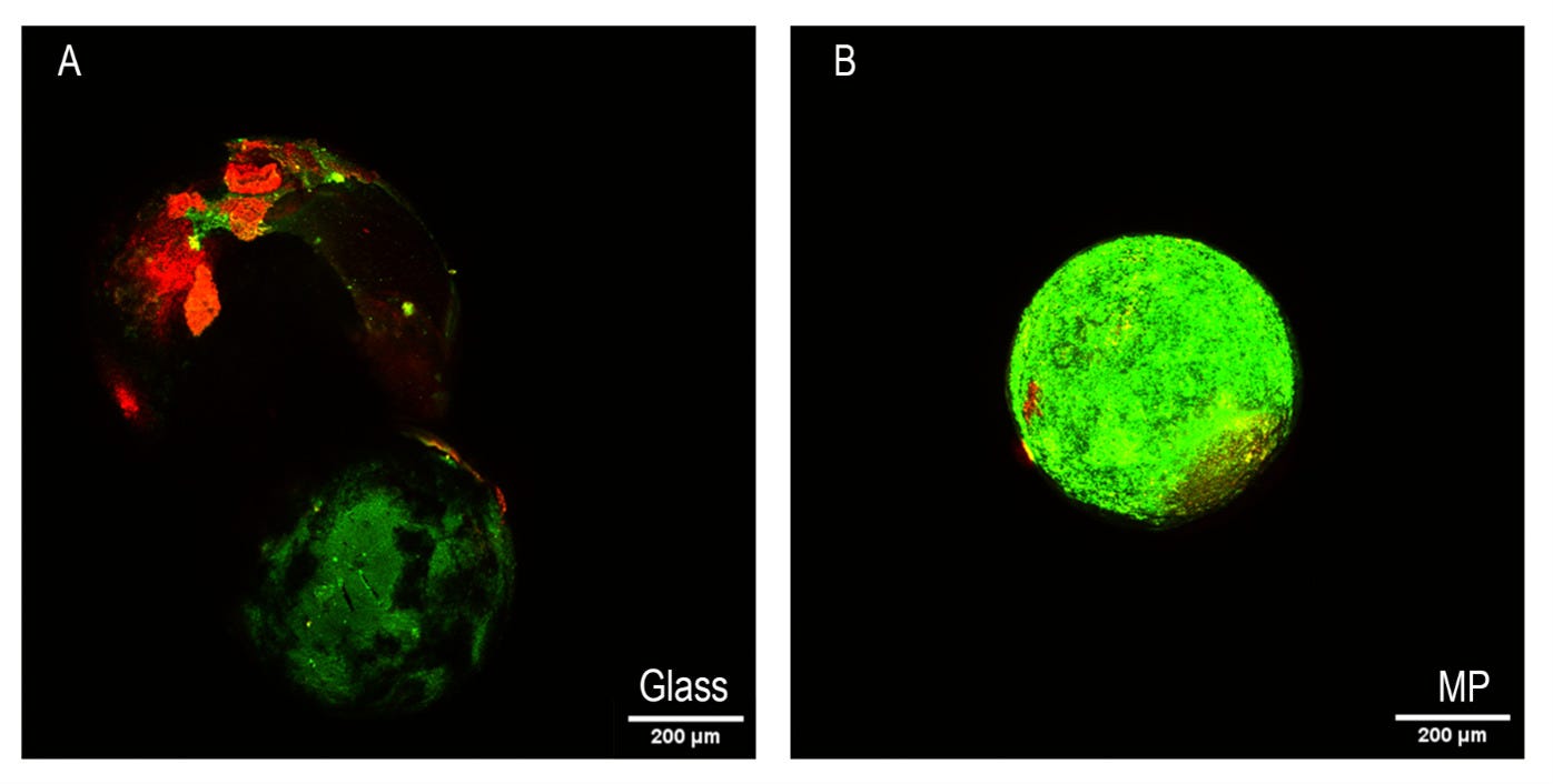 Microplastics actively promote the formation of bacterial biofilms, which are more likely to develop drug-resistance microorganisms. Microplastic beads, right, harbor denser, thicker biofilms than glass beads, left. Image courtesy of Neila Gross.