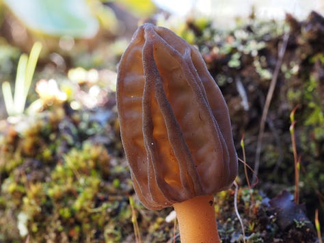 Morchella tasmanica