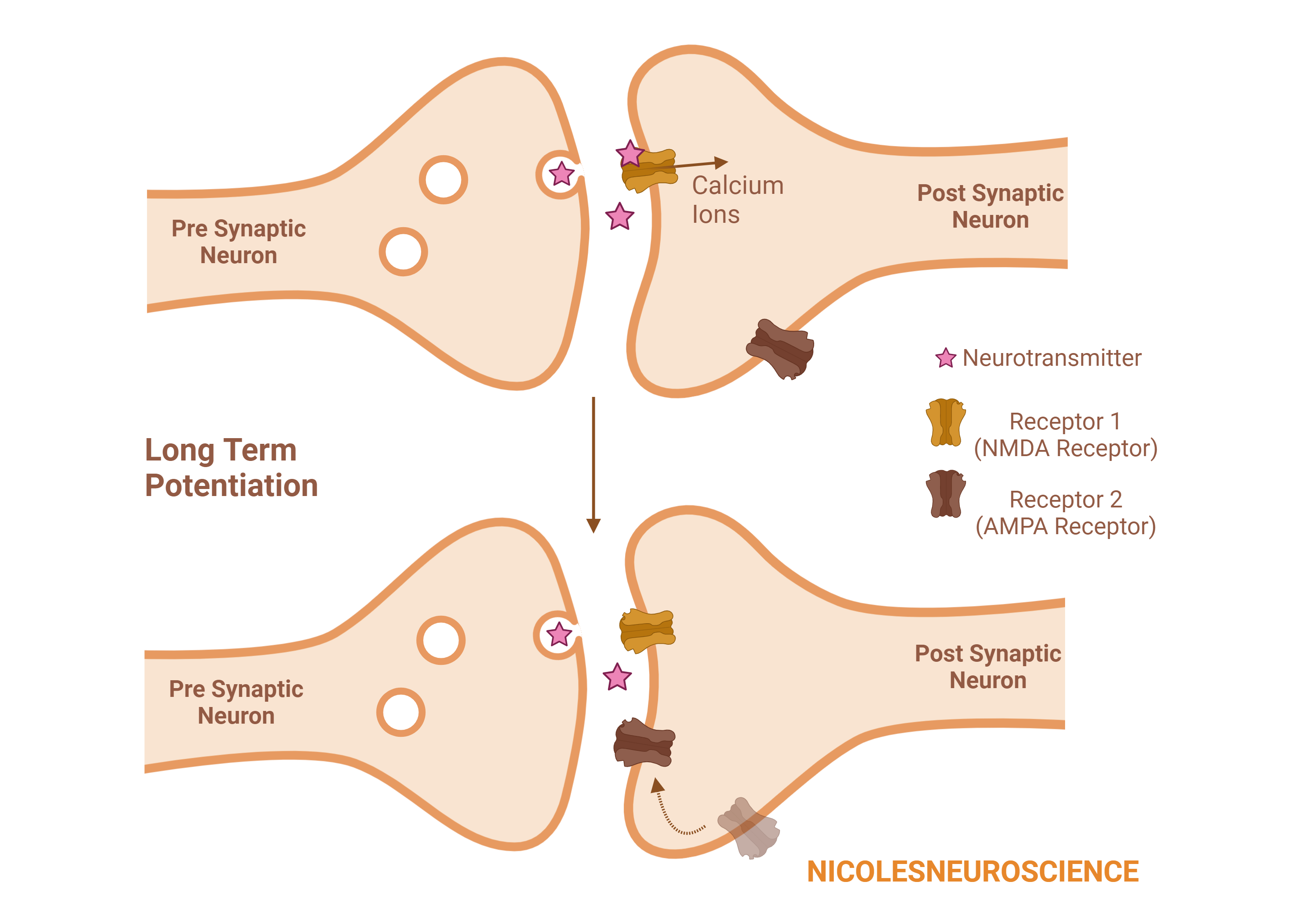 Synaptic Plasticity - by Nicole Vignola, MSc