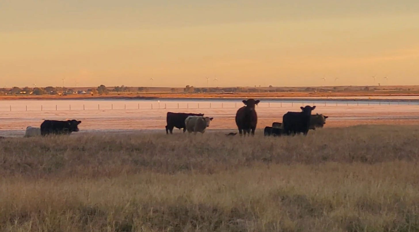 Cows in a pasture at sunset, photo by Edie Meade