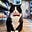 Monsieur Le Chat's avatar