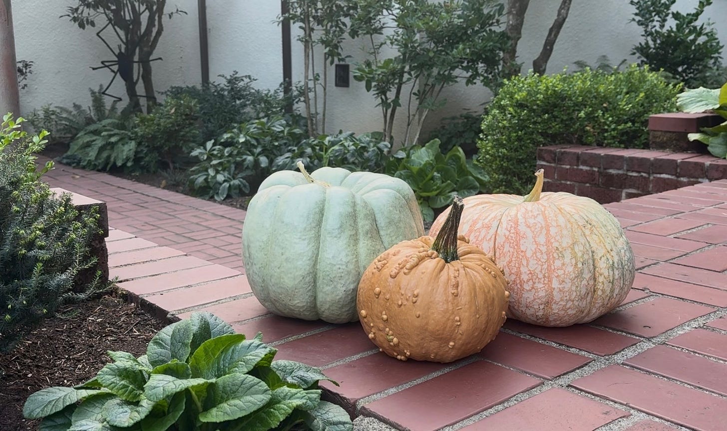 pumpkins, green pumpkin, warty pumpkin, textured pumpkins, pumpkins, brick walkway, tudor home, Lake Oswego, halloween decor, decorating for halloween, brick pathway