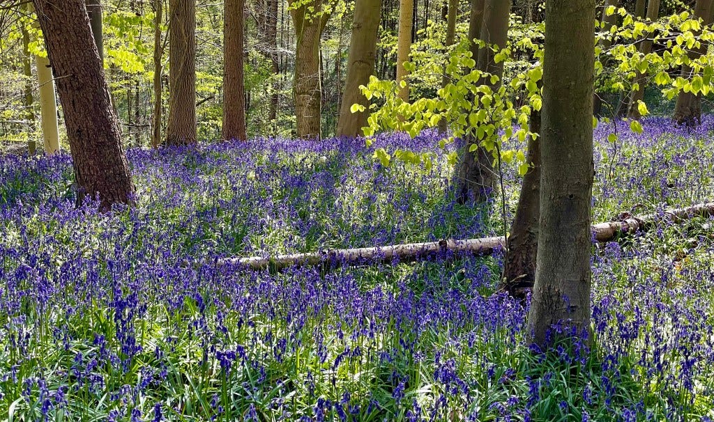 Bluebells in ashridge Bluebells in ashridge