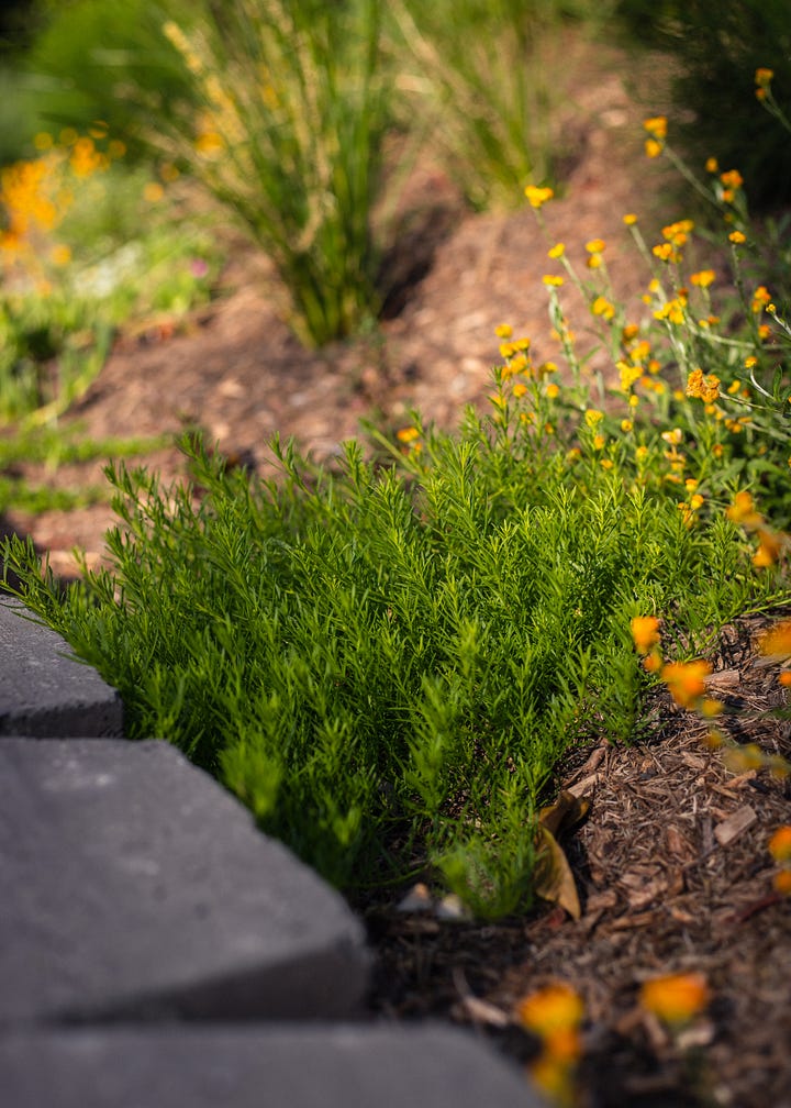 Australian native garden