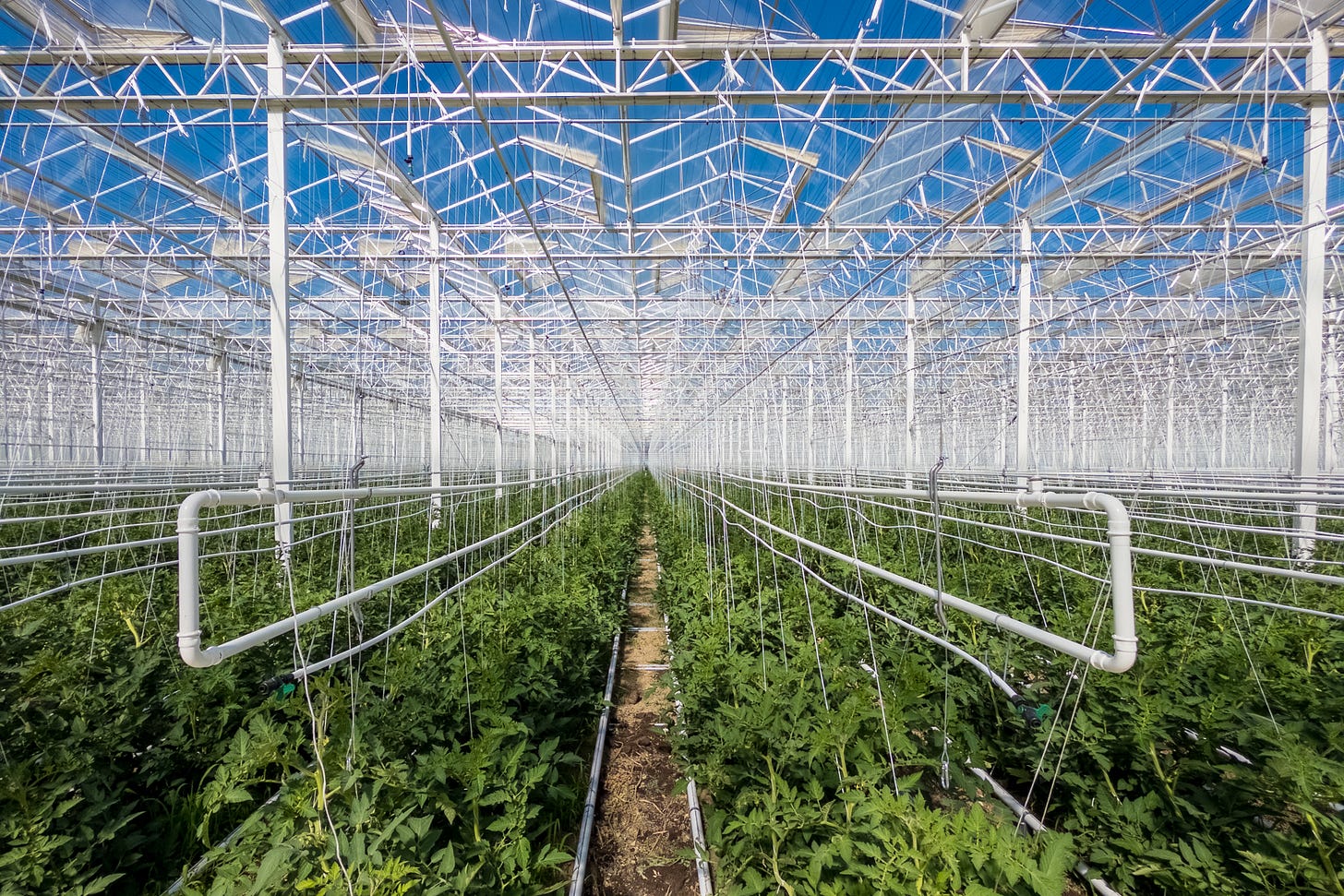 Totale eines modernen Gewächshauses mit langen Reihen junger Tomatenpflanzen. Über den Pflanzen verlaufen weisse PVC-Rohre und zahlreiche Drähte sowie Seile zur Stabilisierung der Kulturen. Durch das Glasdach fällt helles Sonnenlicht, das die grüne Vegetation gleichmässig ausleuchtet. Totale eines modernen Gewächshauses mit langen Reihen junger Tomatenpflanzen. Über den Pflanzen verlaufen weisse PVC-Rohre und zahlreiche Drähte sowie Seile zur Stabilisierung der Kulturen. Durch das Glasdach fällt helles Sonnenlicht, das die grüne Vegetation gleichmässig ausleuchtet.