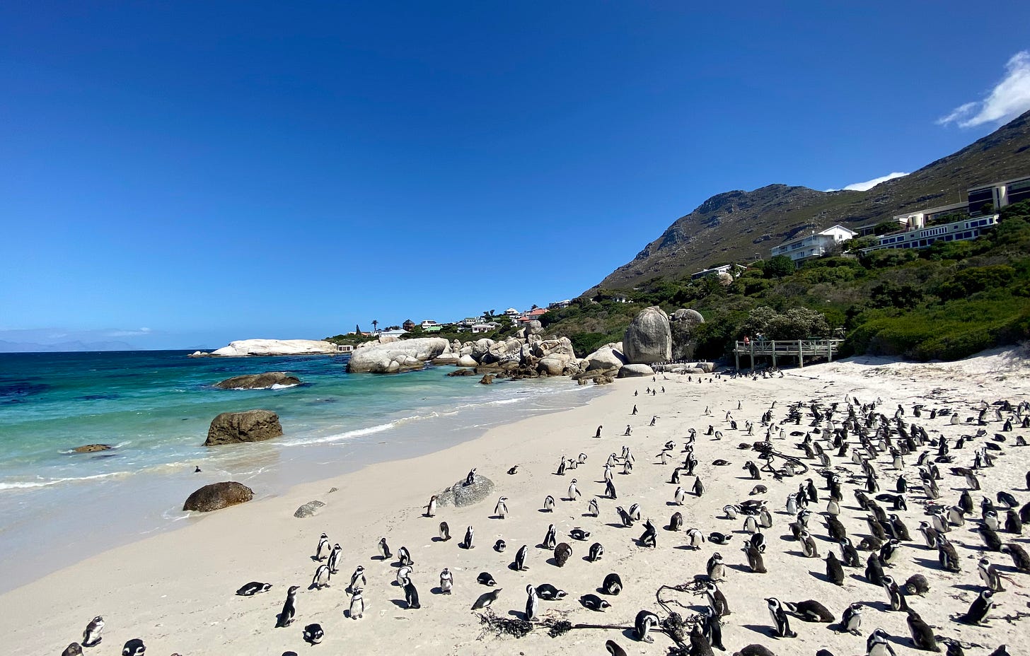 Penguin’s at Simons’ Town on the Cape, 2022. Photo credit: Miranda Miller, MidlifeNomads.com