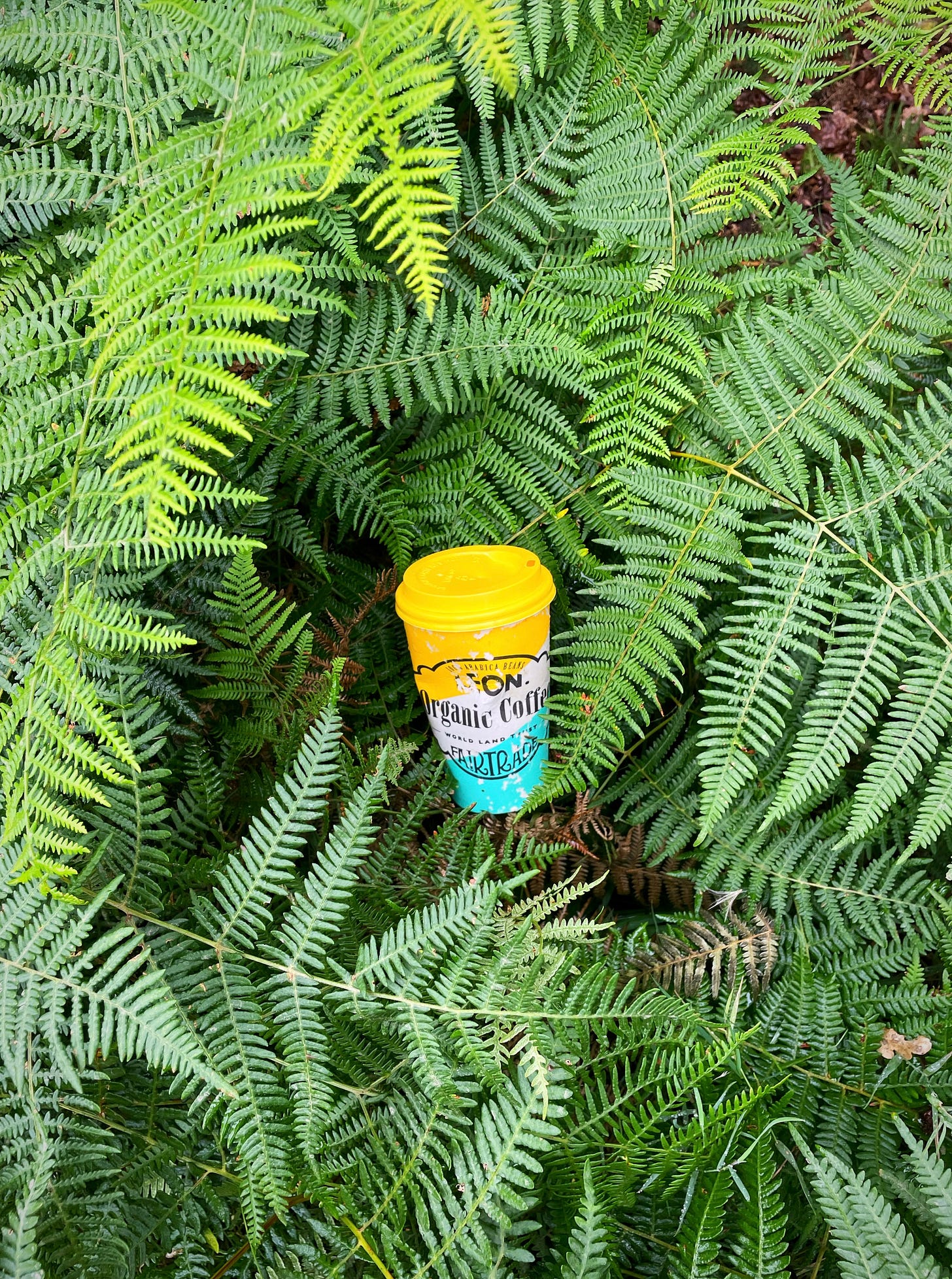 discarded single use coffee up discarded among bracken discarded single use coffee up discarded among bracken