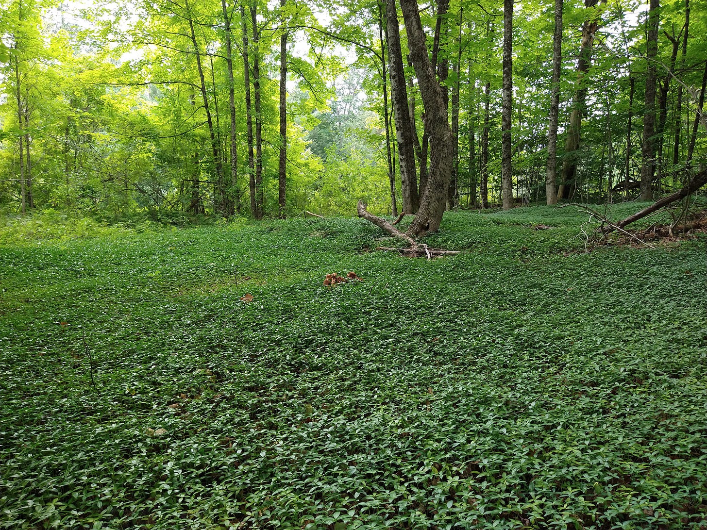 Vinca minor