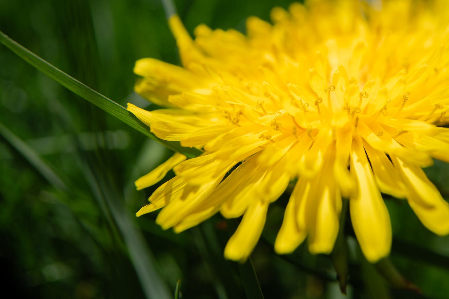 Spring macro photo of dandelion curls and stigmas—detailed view of composite flower structure symbolizing everyday wonder and beauty in nature.