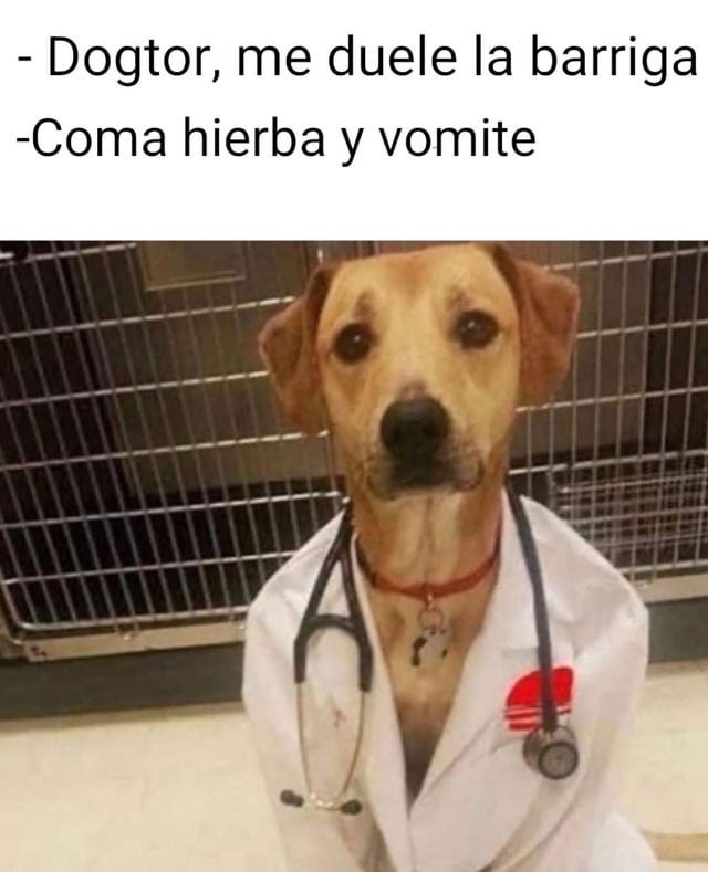 r/MemesEnEspanol - Siempre hay que consultar al dogtor