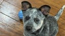 Cattledog Dreams