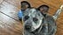 Cattledog Dreams