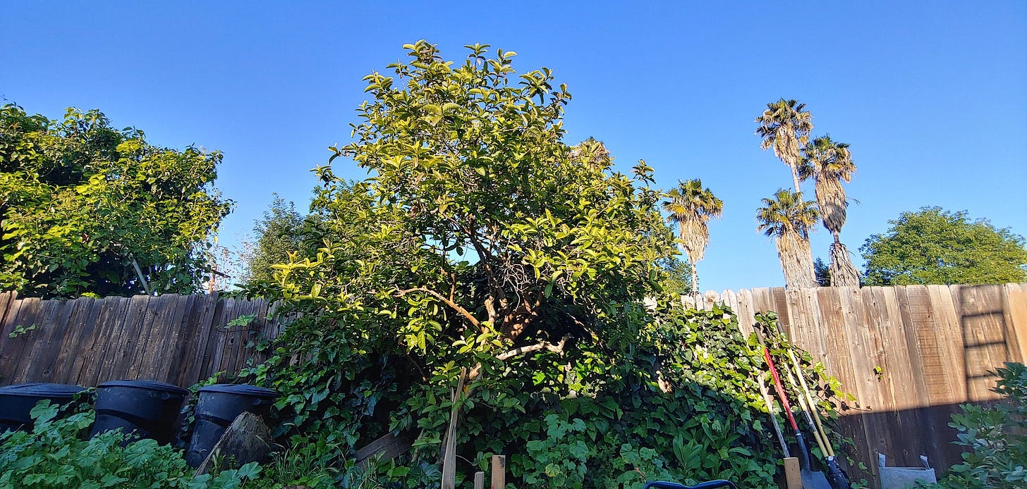  Common Guava Tree ( Psidium guajava ) 