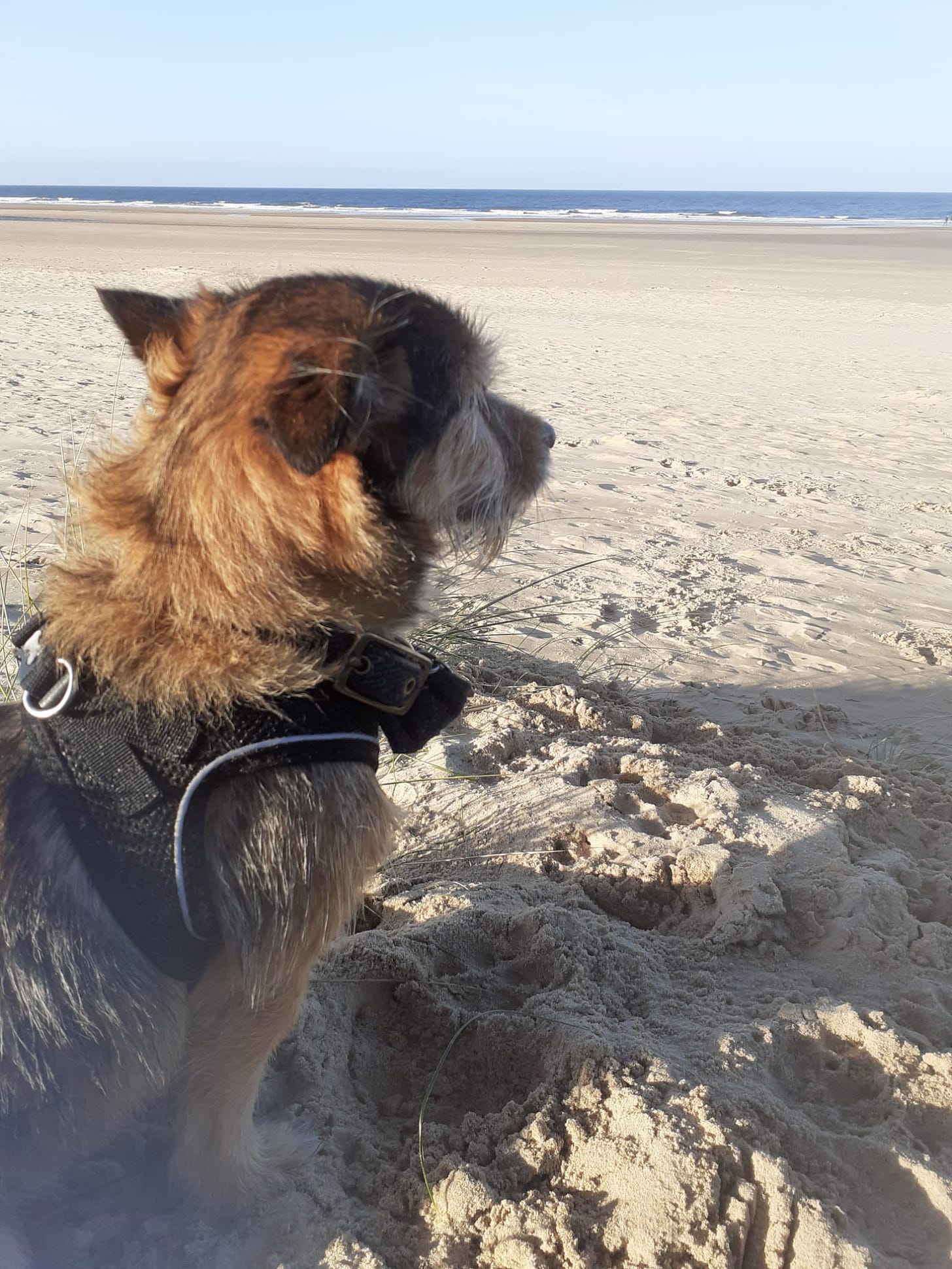 Nesta, a small brown terrier is seated on a sandy beach looking out at the sea