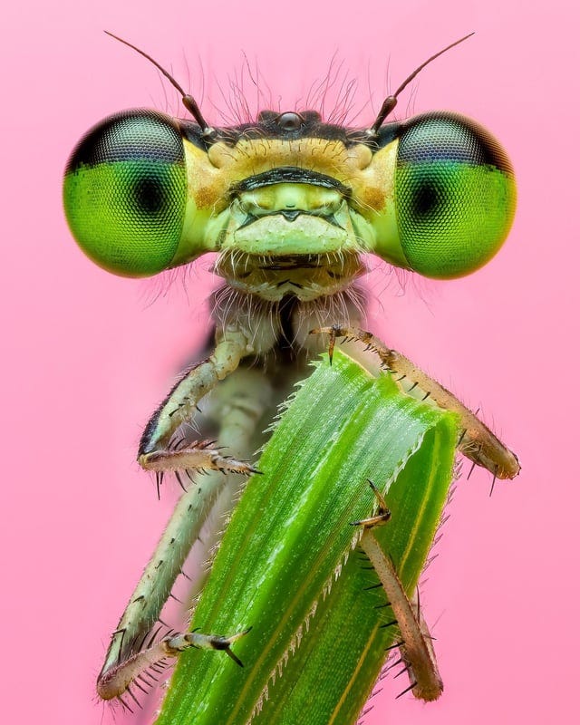 r/Damnthatsinteresting - An album of some of my best macro photography work this year (insect and spider wildlife)