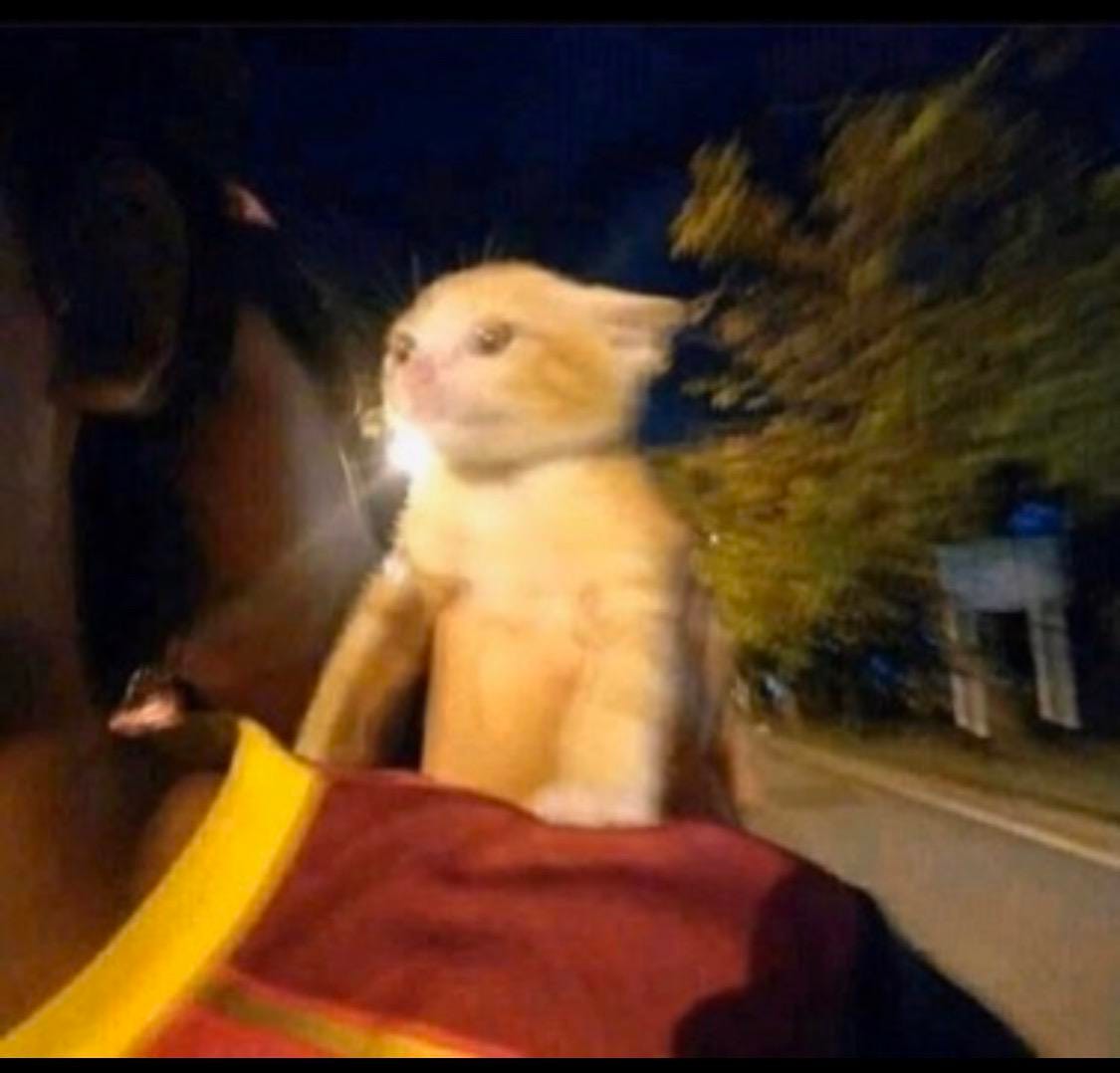 PsBattle: a cat going fast : r/photoshopbattles