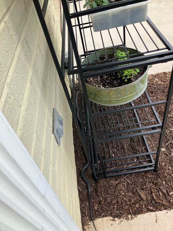 Snake outside front door.