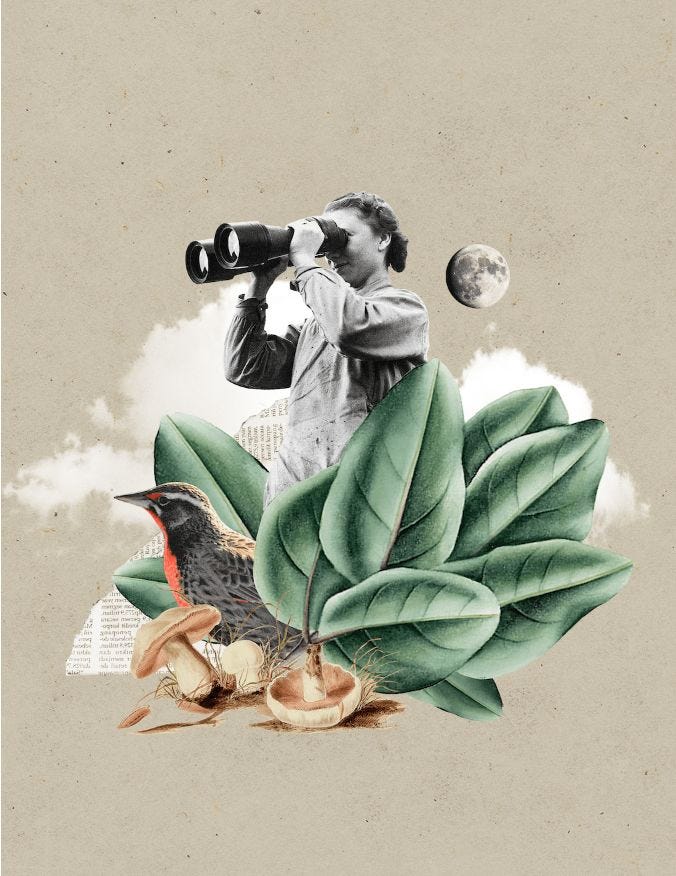This may contain: a man is looking through binoculars at the sky and birds on top of leaves, while another bird sits in the foreground
