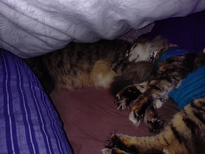 Two images. On the left, both cats curled up together under the duvet beside us as we sleep. On the right, Milly under the duvet with her head resting on teh pillow like a human,