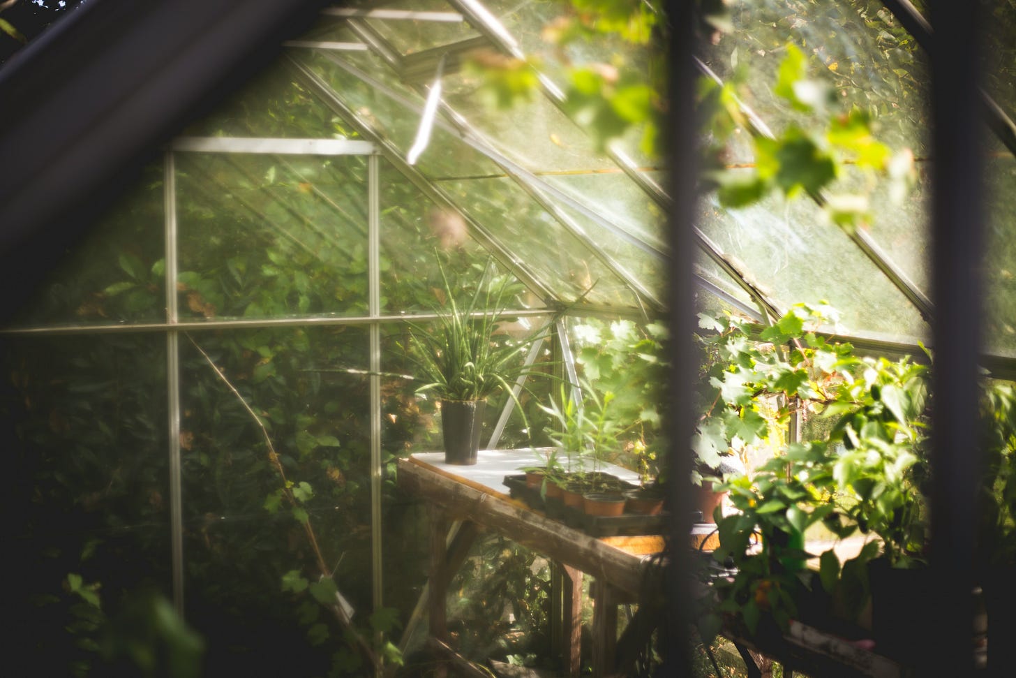 A glass greenhouse contains main green plants sitting on a table A glass greenhouse contains main green plants sitting on a table