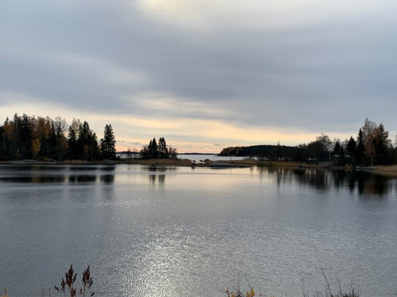 A photo over water...in the foreground there are plants and in the distance there are islands covered in spruce trees darkly outlined against a gray sky A photo over water...in the foreground there are plants and in the distance there are islands covered in spruce trees darkly outlined against a gray sky
