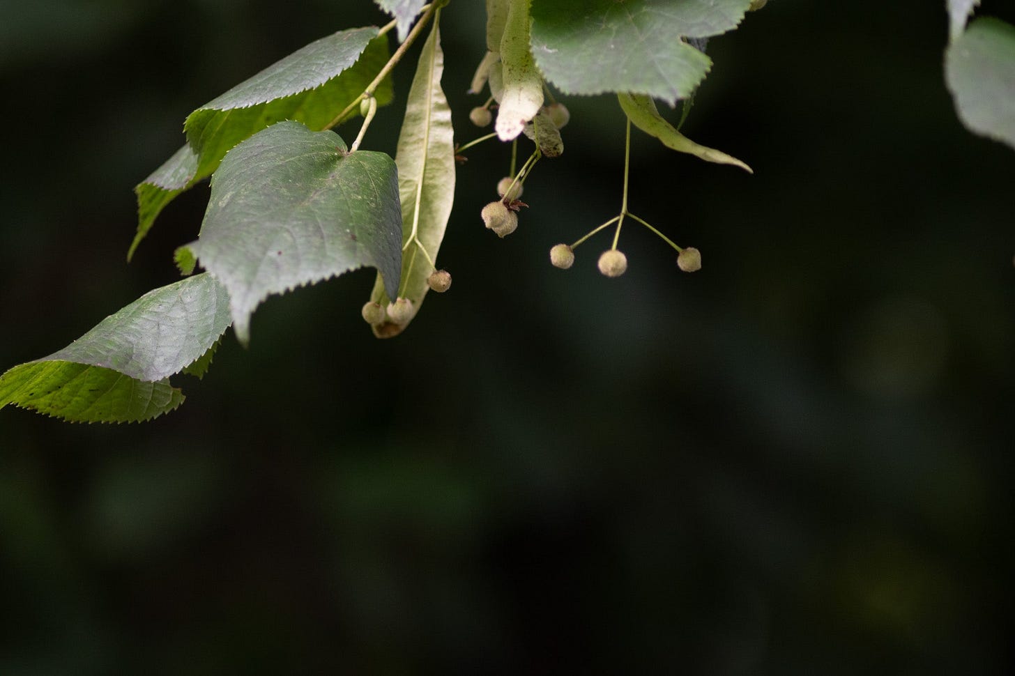 lime tree seeds photo by Hannah Nunn