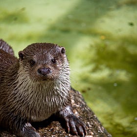 An Otterly New Approach to Life