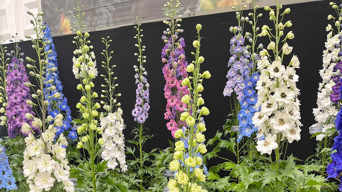 Dreaming of delphiniums - by Clare Foster - Bud to Seed