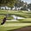 Consistent Golf Solutions Substack