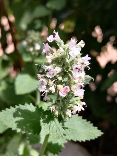 This may contain: a close up of a plant with flowers in the foreground and green leaves on the background