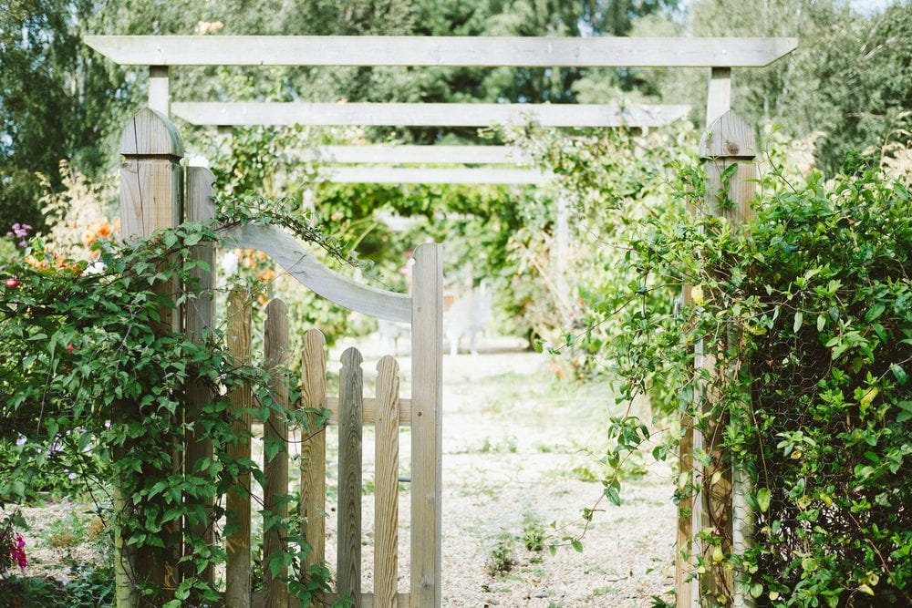 beige wooden fence covered with green vine plants beige wooden fence covered with green vine plants