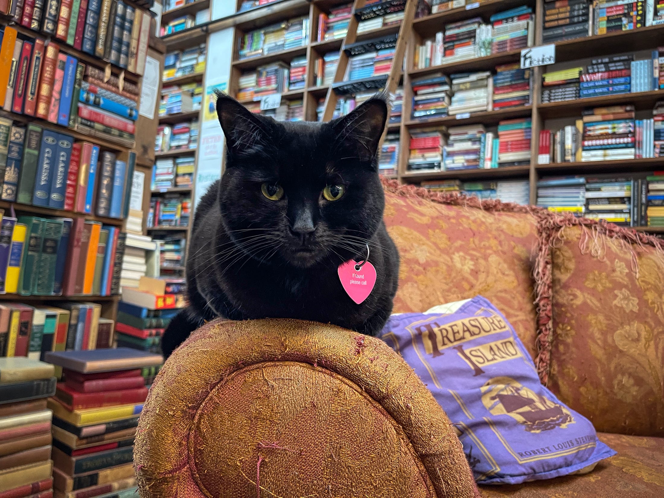 Cats for sale reading