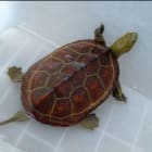 クサガメとニホンイシガメのあいだに生まれた亀