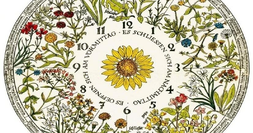 Ширмочка "Квітковий годинник Карла Ліннея" | Інші методичні ...