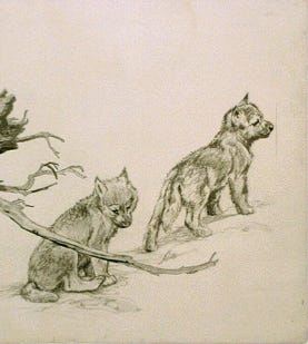 [Two wolf pups and bird]