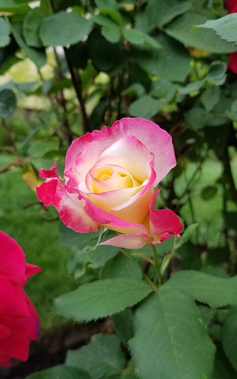Gallery of images of roses, irises, and other pink blooms