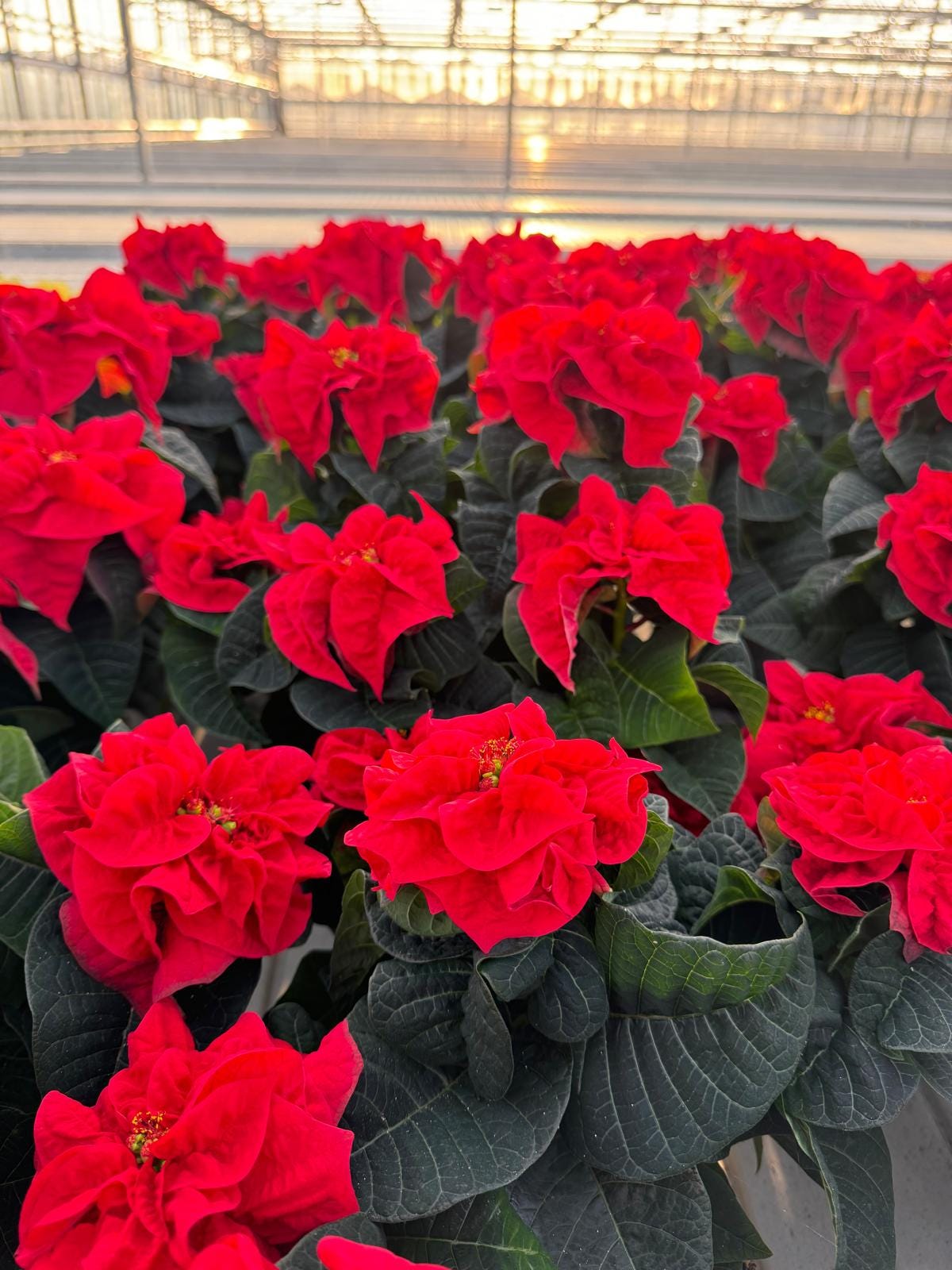 7 picks from Lazzeri's Poinsettias - by Mr Plant Geek