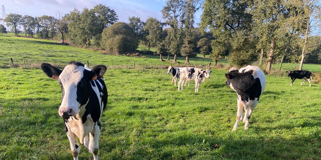 Living with the Sounds of France: Protecting Rural Life from City Noise Complaints