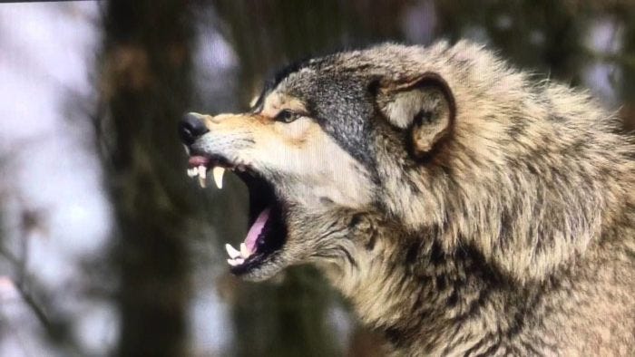 Banff National Park Shut Down after Wolf Attack on Camper - Montana Hunting  and Fishing Information